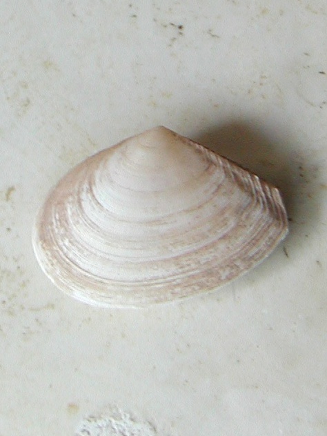 Famiglia Tellinidae